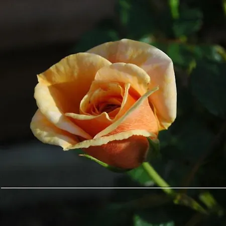 Villino Gregoraci Relais Bed & Breakfast Santa Marinella